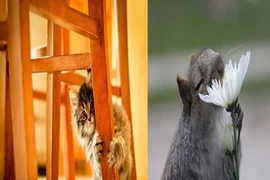 Cười ngả nghiêng với những trò nghịch ngợm của thú cưng (2)