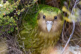 Kakapo: Loài vẹt ngốc nghếch không biết bay
