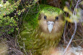 Kakapo: Loài vẹt ngốc nghếch không biết bay