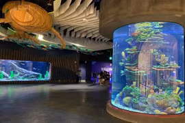 Thuỷ cung mới mở ở Hà Nội có gì đặc biệt thu hút giới trẻ?