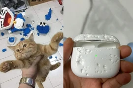 Những pha "báo đời" của chó mèo khiến chủ khóc thét