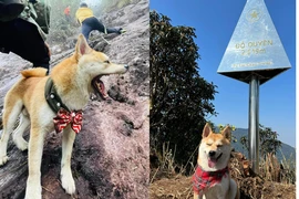 Chú cún đam mê trekking hơn cả chủ, chỗ nào cũng in dấu chân