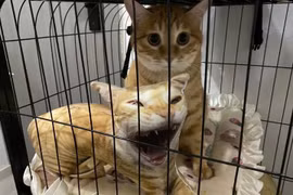 Đặt làm thú bông cho mèo cưng, sen nhận thành quả hết hồn