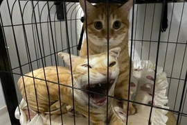 Đặt làm thú bông cho mèo cưng, sen nhận thành quả hết hồn