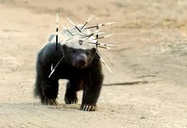 Lửng mật- Trùm “cà khịa” trái ngược quy tắc tự nhiên