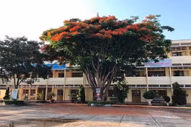 Vội vã đốn hạ cây phượng, các hiệu trưởng sợ trách nhiệm?