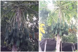 Tưởng đu đủ điếc, gia đình tá hỏa nhìn thành quả mùa thứ hai