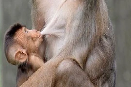 Cười ngả nghiêng với những trò nghịch ngợm của thú cưng