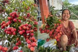 Sửng sốt trước cây vải độc nhất vô nhị ở xóm núi D’ran 