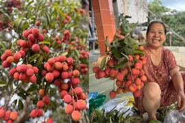 Sửng sốt trước cây vải độc nhất vô nhị ở xóm núi D’ran 