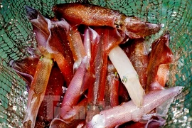 Hà Tĩnh: Mực nhảy Vũng Áng “đắt khách” đầu hè 