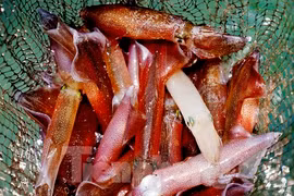 Hà Tĩnh: Mực nhảy Vũng Áng “đắt khách” đầu hè 