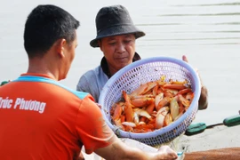 Đồng Nai: Lạc vào "thủ phủ" nuôi cá chép đỏ phục vụ Tết