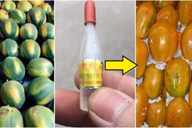 Mẹo phân biệt đu đủ chín thuốc và chín tự nhiên