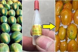 Mẹo phân biệt đu đủ chín thuốc và chín tự nhiên