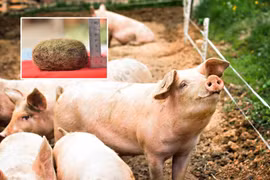 Tưởng vớ được “kho báu” trong bụng lợn đáng giá cả trăm triệu, ai ngờ