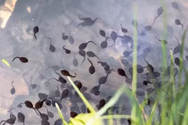 Nhai sống nòng nọc chữa đau răng khiến ký sinh trùng khắp người