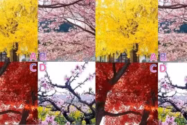 Trắc nghiệm tâm lý: Bạn chọn chụp ảnh cùng cây nào để thử vận ​​may 