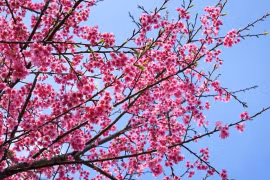 Ngắm hoa anh đào bung nở rực rỡ ở Mộc Châu 