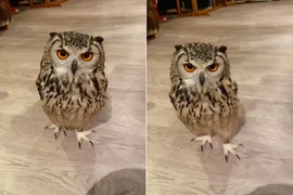 Cú mèo nổi tiếng bất ngờ nhờ khả năng chạy nước kiệu