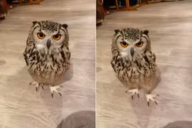 Cú mèo nổi tiếng bất ngờ nhờ khả năng chạy nước kiệu