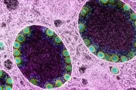 Phát hiện hàng loạt biến chủng nCoV mới