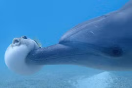 Bất ngờ cách cá heo lợi dụng cá nóc độc “phê bóng cười“