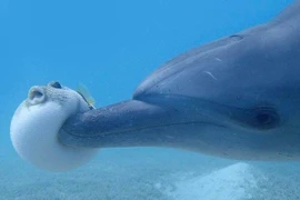 Bất ngờ cách cá heo lợi dụng cá nóc độc “phê bóng cười“