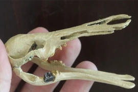 Hóa thạch họ hàng thú mỏ vịt cổ đại có thể lật lại lịch sử?