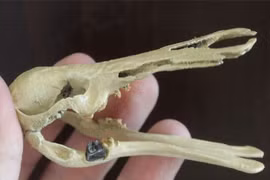 Hóa thạch họ hàng thú mỏ vịt cổ đại có thể lật lại lịch sử?