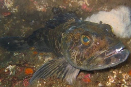 Loài cá kỳ lạ có 555 chiếc răng...và rụng 20 chiếc mỗi ngày