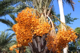 Loại quả quý tộc ở Dubai, nơi khác chỉ trồng để phủ xanh đất trống