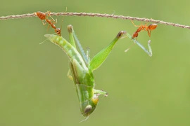 Thêm yêu và trân quý sự sống qua những tấm ảnh macro