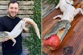 Ớn tới óc món cá sấu nướng nguyên con ngậm táo đỏ