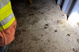 Nghe tiếng động lạ, người đàn ông ngừng tim vì “quái vật” tấn công 