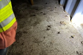 Nghe tiếng động lạ, người đàn ông ngừng tim vì “quái vật” tấn công 