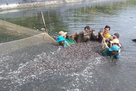 Loài tưởng bị tuyệt chủng ở Việt Nam, có người mang về ươm giống giàu to