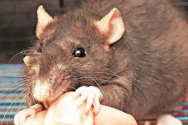 Hy hữu, bị chuột cắn, cô gái cắn chết chuột trả thù 