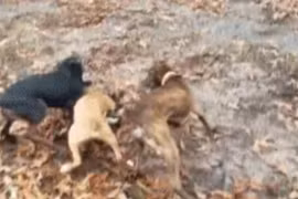 Video: Gấu mèo bị bầy chó sục bao vây tấn công tới tấp