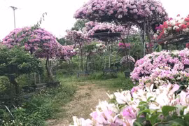 Mê mẩn ngắm sắc màu hoa giấy ở làng Phù Đổng