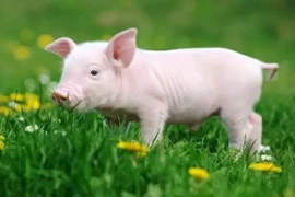 Tuần mới (24/7 - 30/7/2023): 3 con giáp vận rủi tiêu tan, làm giàu cực dễ