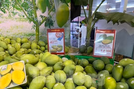 Xoài cát Hòa Lộc giá rẻ bất ngờ