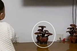 Mua nấm linh chi về trồng 2 năm mới phát hiện sự thật sốc