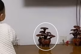 Mua nấm linh chi về trồng 2 năm mới phát hiện sự thật sốc