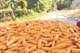 Về quê động vào thứ này, cô gái hỏng luôn phổi 