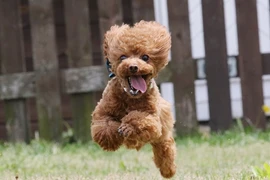 Cáu giận vì chó cưng đá vào bụng, nào ngờ 'linh thú' báo ân