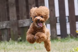 Cáu giận vì chó cưng đá vào bụng, nào ngờ 'linh thú' báo ân