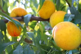 Ăn 5 loại củ quả này thường xuyên để phòng bệnh ung thư 