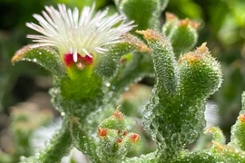 Loại rau quý tộc trông như pha lê là "thần dược" cho người mỡ máu