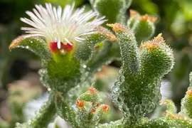 Loại rau quý tộc trông như pha lê là "thần dược" cho người mỡ máu